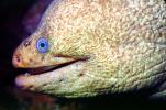 California Moray Eel, (Gymnothorax mordax), Anguilliformes, Muraenidae, AAAV05P11_01