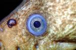 California Moray Eel, (Gymnothorax mordax), Anguilliformes, Muraenidae, eyes, AAAV05P11_02