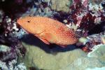 Jewel Grouper, Red Sea, AAAV05P11_16