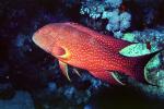Jewel Grouper, Red Sea, AAAV05P11_17