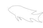 Jewel Grouper Outline, line drawing, shape, AAAV05P11_17O