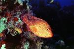 Jewel Grouper, Red Sea