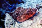 Deadly Stonefish, Reef Stonefish, (Synanceia verrucosa), Scorpaeniformes, Synanceiidae, venomous, scorpionfish, venemous, AAAV05P12_03