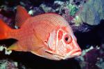 Sabre Squirrelfish, (Sargocentron spiniferum), Beryciformes, Holocentridae, Giant, Spiny, AAAV05P12_07