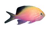 female Squarespot Anthias, photo-object, object, cut-out, cutout, AAAV05P12_18F
