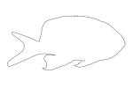 female Squarespot Anthias outline, line drawing, shape, AAAV05P12_18O