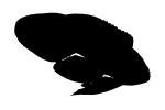 Marine Betta Grouper Silhouette, (Calloplesiops altivelis), Perciformes, Plesiopidae, logo, shape, AAAV05P13_05M