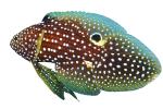 Marine Betta Grouper, (Calloplesiops altivelis), Perciformes, Plesiopidae, photo-object, object, cut-out, cutout, AAAV05P13_08F