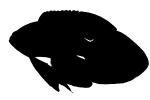 Marine Betta Grouper, (Calloplesiops altivelis), Perciformes, Plesiopidae, AAAV05P13_08M