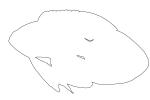 Marine Betta Grouper, (Calloplesiops altivelis), Perciformes, Plesiopidae, outline, line drawing, shape, AAAV05P13_08O