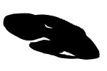 Marine Betta Grouper, (Calloplesiops altivelis), Perciformes, Plesiopidae, Silhouette, shape, logo