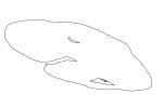 Marine Betta Grouper, (Calloplesiops altivelis), Perciformes, Plesiopidae, outline, line drawing, shape