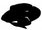 Marine Betta Grouper silhouette, (Calloplesiops altivelis), Perciformes, Plesiopidae, logo, shape