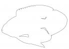 Marine Betta Grouper outline, (Calloplesiops altivelis), Perciformes, Plesiopidae, line drawing, shape