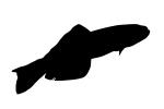 Scissortail Goby Silhouette, (Ptereleotris evides), Perciformes, Ptereleotridae, Dartfish, shape, logo