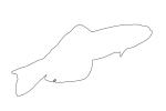 Scissortail Goby outline, (Ptereleotris evides), Perciformes, Ptereleotridae, Dartfish, line drawing, shape, AAAV05P13_14O