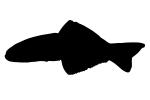 Scissortail Goby Silhouette, (Ptereleotris evides), Perciformes, Ptereleotridae, Dartfish, shape, logo, AAAV05P13_16M