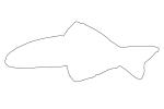 Scissortail Goby outline, (Ptereleotris evides), Perciformes, Ptereleotridae, Dartfish, line drawing, shape, AAAV05P13_16O