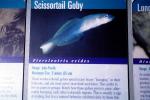 Scissortail Goby (Ptereleotris evides), Perciformes, Ptereleotridae, Dartfish