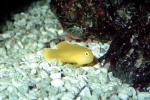 Yellow Coral Goby, Gobiodon okinawae, AAAV05P13_18