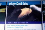 Yellow Coral Goby, Gobiodon okinawae