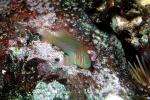 Rippled Coral Goby, Gobiodon rivulatus, AAAV05P14_01