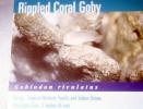 Rippled Coral Goby, Gobiodon rivulatus