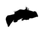 Mandarinfish Silhouette, (Synchiropus splendidus), Perciformes, Callionymidae, Silhouette, logo, dragonet, shape, AAAV05P14_07M
