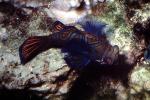 Mandarinfish, (Synchiropus splendidus), Perciformes, Callionymidae, dragonet, AAAV05P14_08