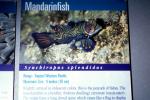 Mandarinfish, (Synchiropus splendidus), Perciformes, Callionymidae, dragonet, AAAV05P14_09