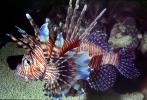 Red Lionfish, (Prerois volitans), Scorpaeniformes, Scorpaenidae, Pteroinae, venomous spines, poisonous, scorpionfish, venemous, AAAV05P14_18