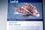 Red Lionfish, (Prerois volitans), Scorpaeniformes, Scorpaenidae, Pteroinae, venomous spines, poisonous, scorpionfish, venemous, AAAV05P14_19