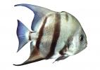 Atlantic Spadefish (Chaetodipterus faber), Perciformes, Ephippidae, photo-object, object, cut-out, cutout