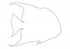 Atlantic Spadefish (Chaetodipterus faber), Perciformes, Ephippidae Outline, line drawing, shape, AAAV05P15_04O