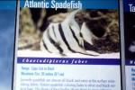 Atlantic Spadefish (Chaetodipterus faber)