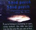 Sand Perch (Diplectrum formosum)