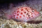 Coral hawkfish, (Cirrhitichthys oxycephalus), Perciformes, Cirrhitidae, eyes, AAAV05P15_15