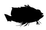 Coral hawkfish silhouette, (Cirrhitichthys oxycephalus), logo, Perciformes, Cirrhitidae, shape, AAAV05P15_15M