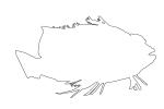 Coral hawkfish Outline, (Cirrhitichthys oxycephalus), Perciformes, Cirrhitidae, line drawing, shape