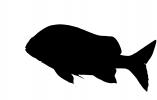 French Grunt silhouette, (Haemulon flavolineatum), Perciformes, Haemulidae, shape, logo, AAAV06P01_01M