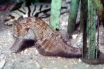West Australian seahorse, (Hippocampus subelongatus), Gasterosteiformes, Syngnathidae, AAAV06P01_04