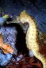 West Australian seahorse, (Hippocampus subelongatus), Gasterosteiformes, Syngnathidae, AAAV06P01_05