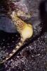 Pot-bellied seahorse, (Hippocampus abdominalis), Syngnathiformes, Syngnathidae, AAAV06P01_10