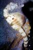 Pot-bellied seahorse, (Hippocampus abdominalis), Syngnathiformes, Syngnathidae, AAAV06P01_14