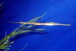 Red Flame Pipefish, (Dunckerocampus baldwini), Syngnathiformes, eelgrass, seagrass, AAAV06P01_18