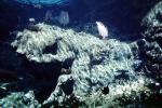 Underwater Reef, AAAV06P02_01