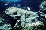 Underwater Reef, AAAV06P02_02