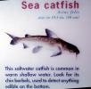 Sea Catfish, (Arius felis)