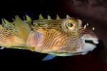 Striped Burrfish (Chilomycterus schoepfi), eyes, AAAV06P02_06