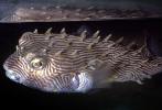 Striped Burrfish, (Chilomycterus schoepfi)